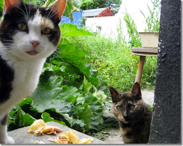 ごっつぁんです